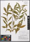 Salix canariensis C. Sm. ex Link